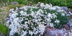 Dianthus arenarius Гвоздика песчаная